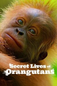 Secret Lives of Orangutans ชีวิตลับอุรังอุตัง (2024) ซับไทย