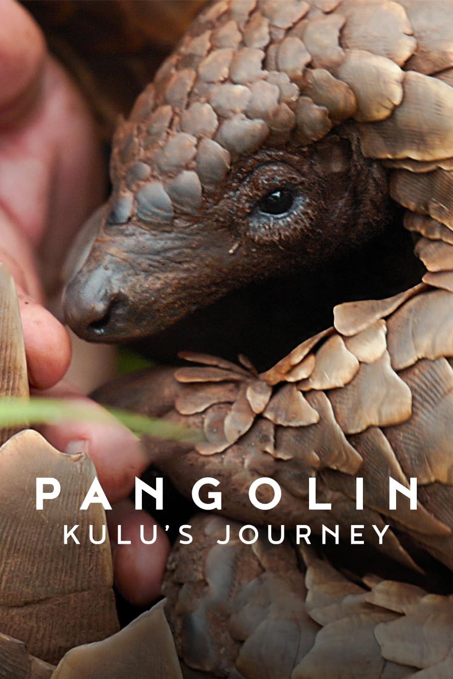 Pangolin : Kulu’s Journey การเดินทางของคูลู (2025) บรรยายไทย